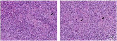 Identification and Pathogenicity Analysis of the Pathogen Causing Spotted Spleen in Muscovy Duck